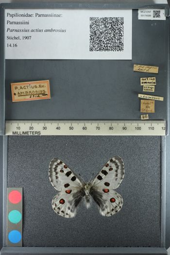 Media type: image;   Entomology 174589
